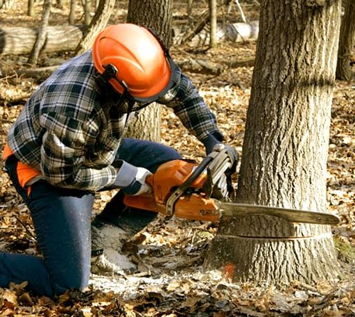 Tree Removal in Puposky, MN